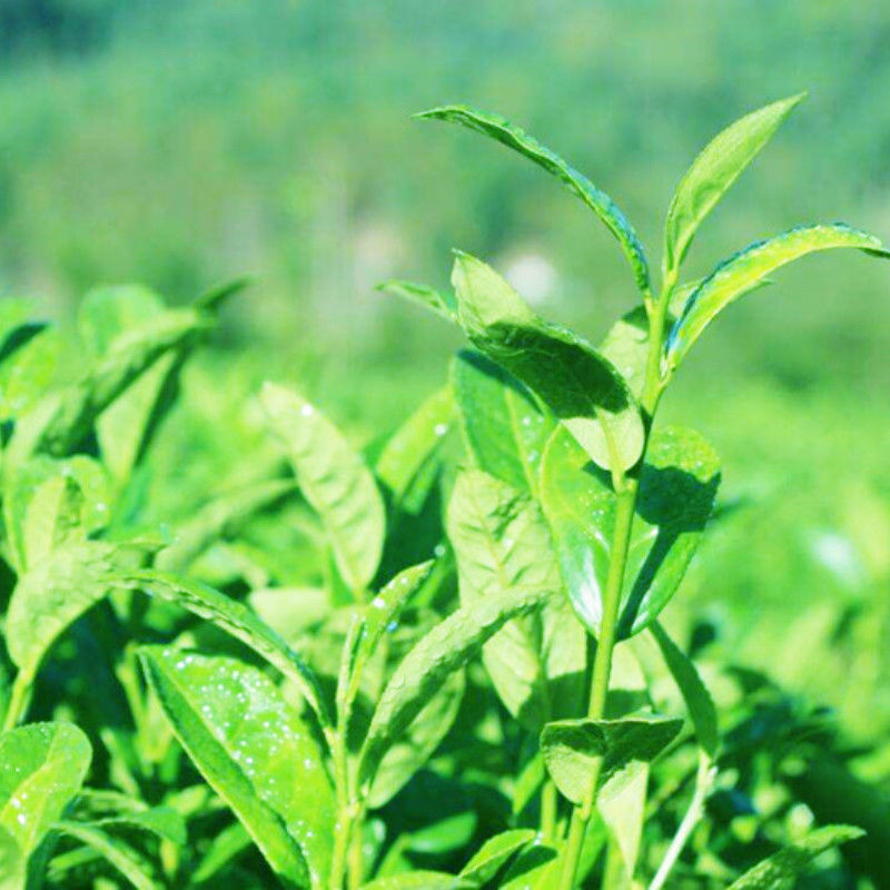 HelloYoung10 Bags Health Care Chinese TiKuanYin Green Tea Weight Loss TieGuanYin Tea  HelloYoung brand