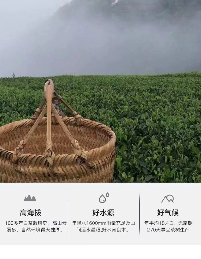 HelloYoung 350g Fuding high mountain white tea aged day sun old tea cake gongmei shoumei