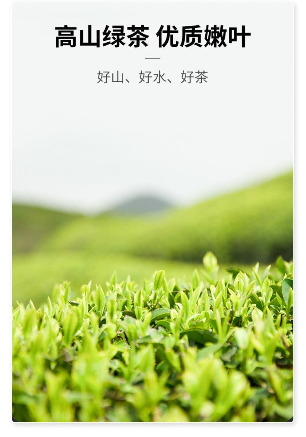 2025 Jasmine Mao Feng Tea Ming Qian Premium Green Tea Fresh Buds Strong Aroma
