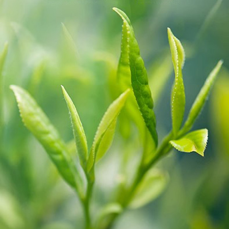 Organic  Fujian Taiwan Alishan Oolong Tea Tieguanyin Oolong Milk Oolong Tea