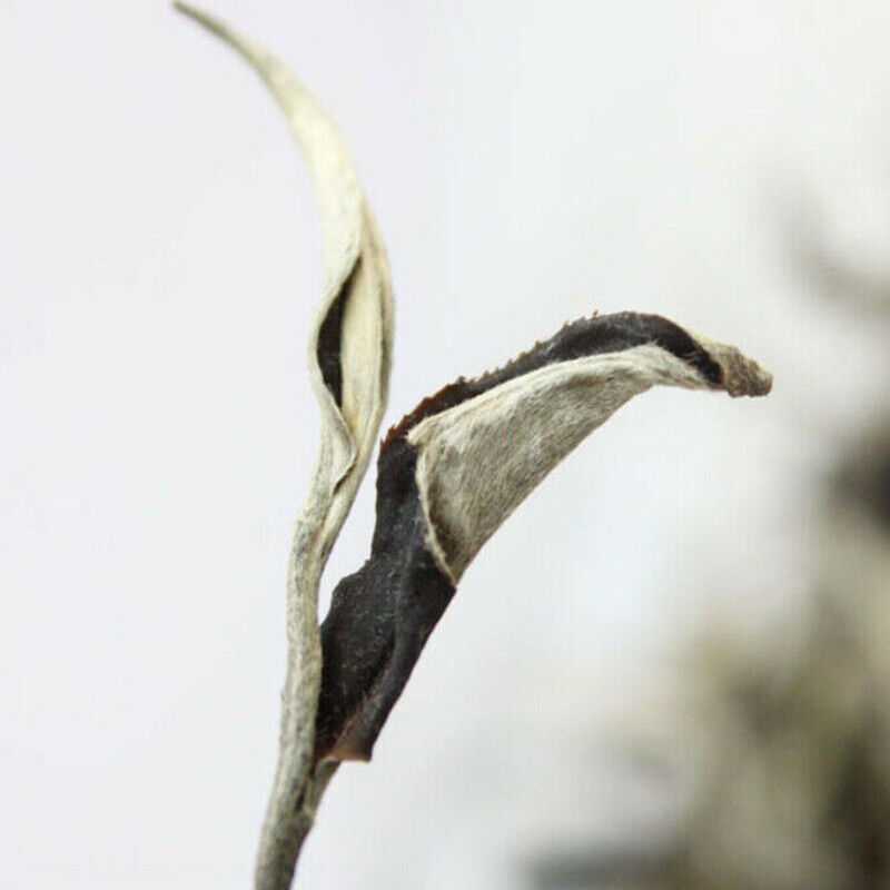 100g Yunnan Jing Gu Puer Moonlight White Buds Pu'er Puerh Loose Leaf Tea Raw