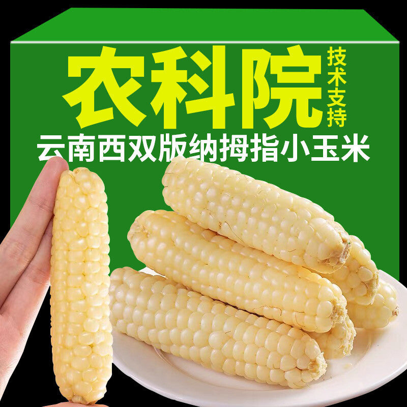 Yunnan Xishuangbanna Thumb Corn – Grade A Sticky Dai Specialty (500g)
