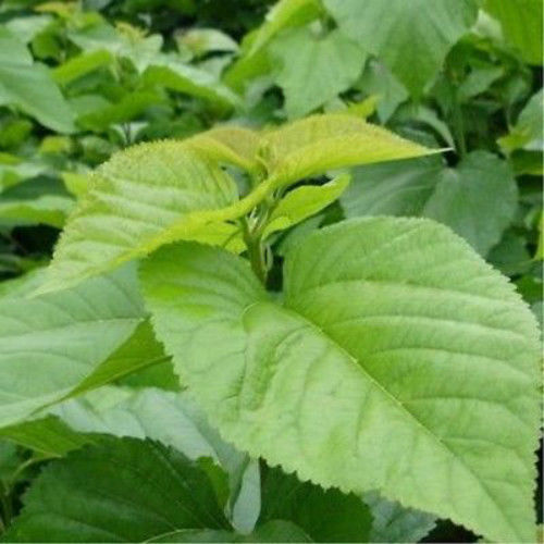 HelloYoung50g Mulberry Leaf Tea Natural Dried Mulberry Leaves Tea China Health Care Herbal