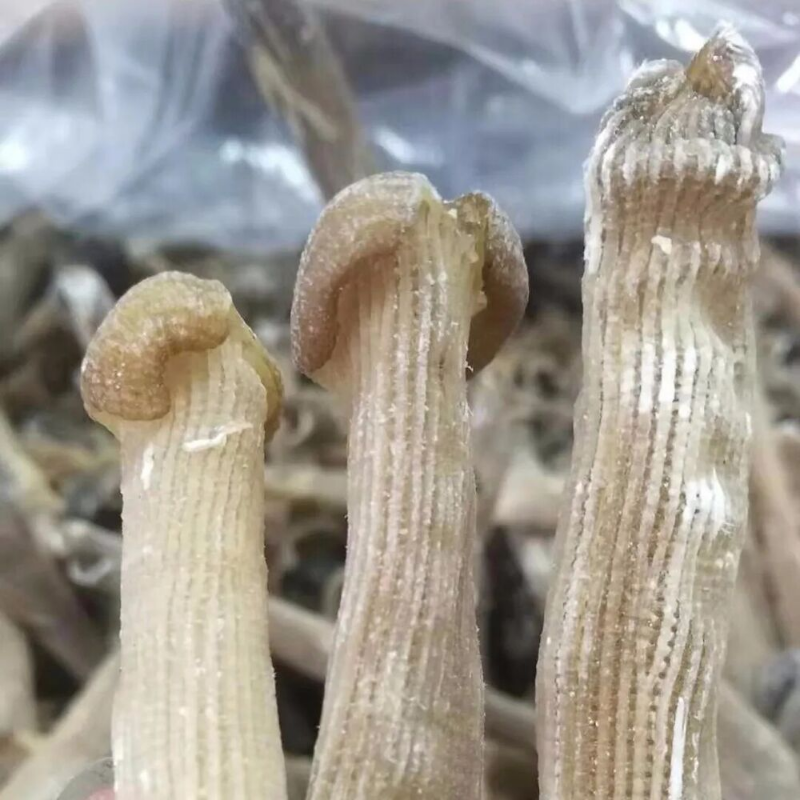 50g high-quality precious seafood dried Sipunus nudus sandworm