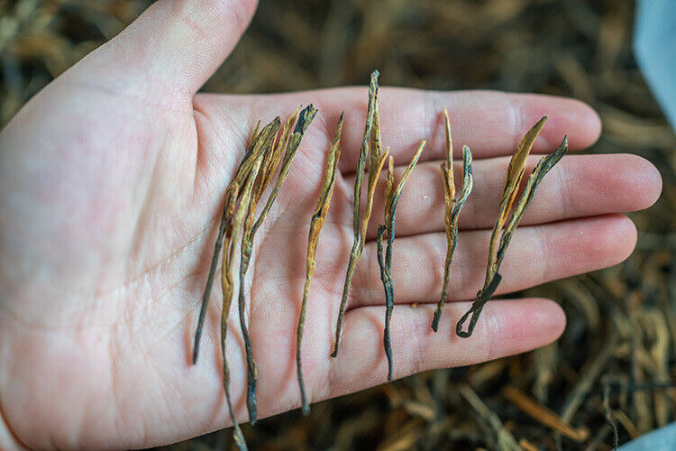 HelloYoung Yunnan Fengqing DianHong tea Pine Needle Un bourgeon une feuille Golden Needle