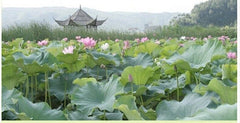 20g Organic Lotus Leaf Tea Herbal Tea Chinese Beauty and Health Tea Loose Leaf
