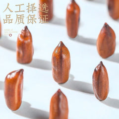 Cassia Seed TeaSelected full large ripe cassia seed tea jar 400g