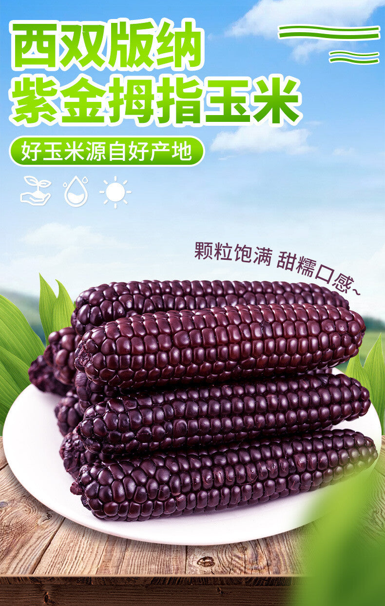 Purple Glutinous Corn Gift Box – Yunnan Specialty Sweet & Soft Corn