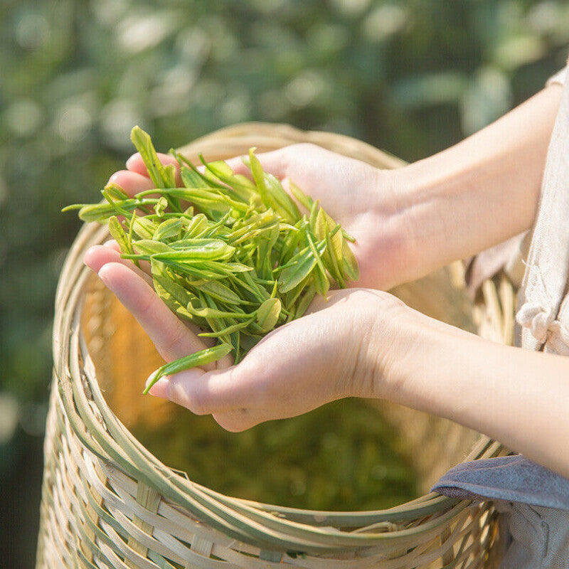 Natürlicher Frühling Neuer Tee Anji Gesunde Kräutertee Authentischer weißer Tee