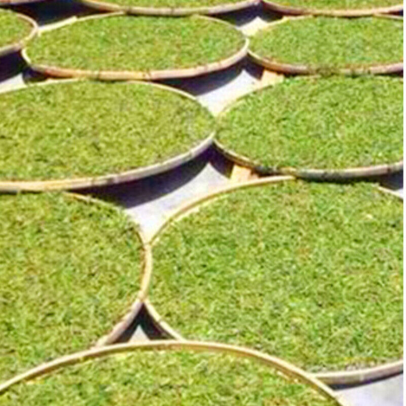 HelloYoung White Tea Organic Bulk Old Stem White Tea Health Drink Natural 500g Shou Mei