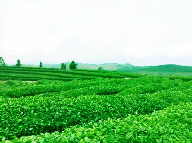 HelloYoung Oolong Tea 125g Natural Milk Oolong Tea Ginseng High Cost-effective Tea