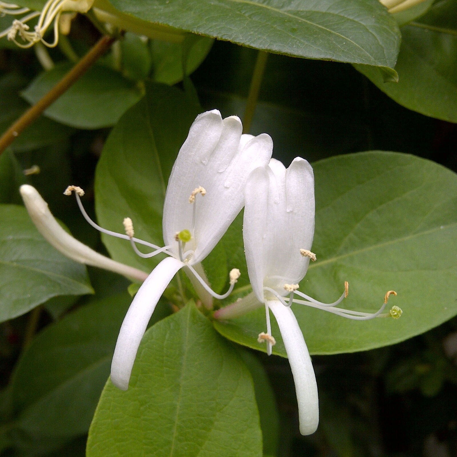 Blooming Honeysuckle Flower Tea Japonica Honeysuckle Herbal Tea Dried Flowers