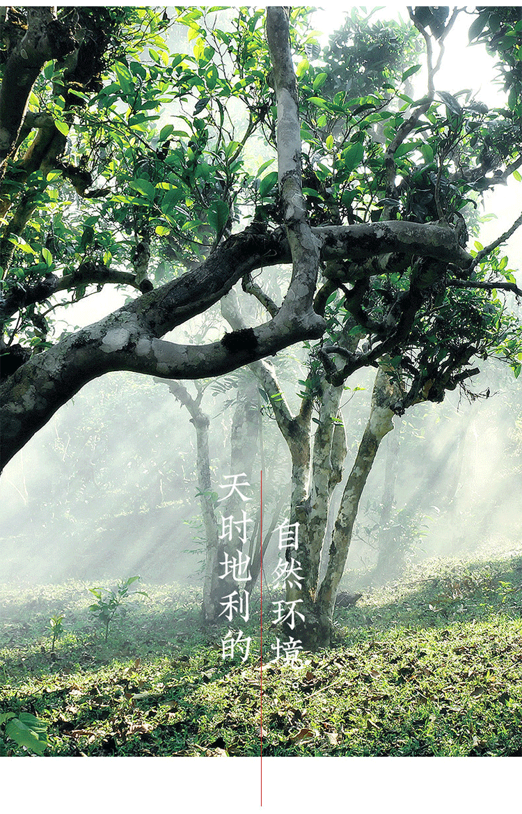 Xinhui Sun-dried Green Orange Peel Pu-erh Tangerine Peel Palace Pu'er Ripe Tea