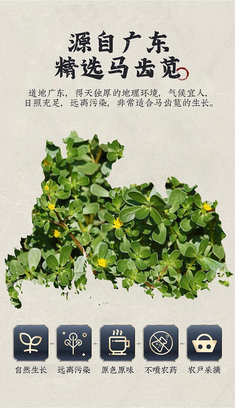 Purslane Health Tea Five Elements of Longevity Henan Purslane Herbal Tea 30g
