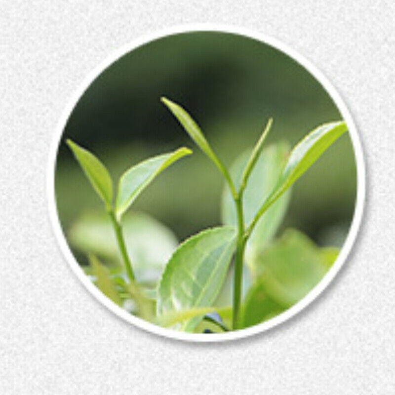 HelloYoung White Tea Chinese Tea Organic Healthy Tea 500g NaturalShoumei Loose Leaf