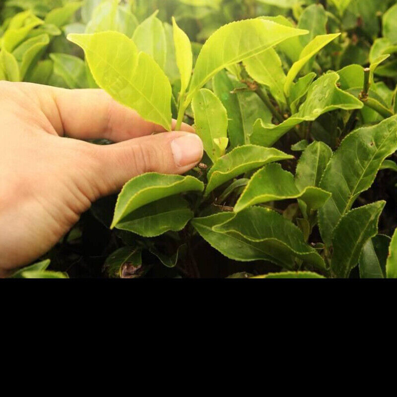 HelloYoung Big Leaf Weight Loss Healthy Drink White Tea Cake Top Yunnan Old White Tea 200g