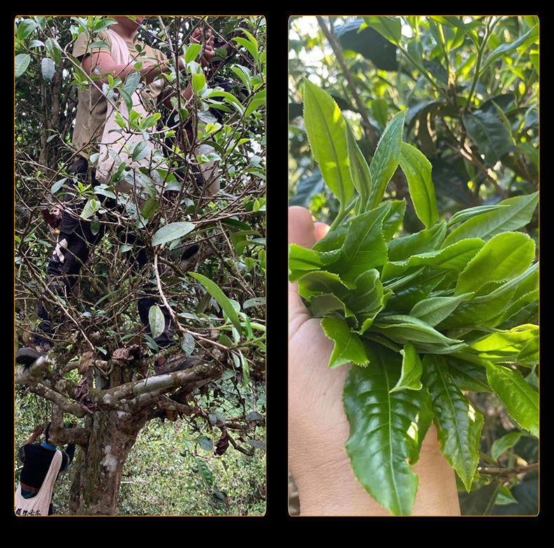 Brown Mountain Pu'er Tea Cooked Tea Yunnan Menghai Old Tree Tea Mini Tuo Tea