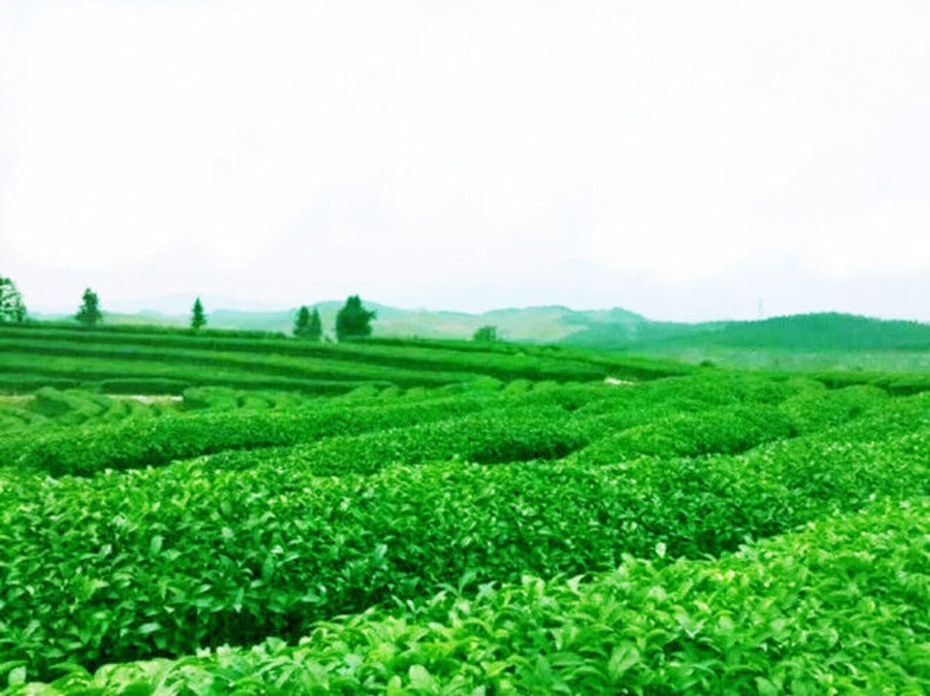 Roasted Tie Guan Yin Oolong Tea 50g Premium Chinese Black Tea High Quality