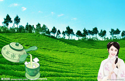 250g Milk Oolong Tea Taiwan jin xuan Tea Oolong Milk Tea Tie guan yin Green Tea (VIP Price now! The price will go up up up!)