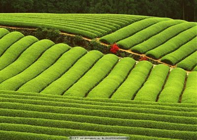HelloYoung250g Milk Oolong Tea Taiwan jin xuan Tea Oolong Milk Tea Tie guan yin Green Tea (VIP Price now! The price will go up up up!)
