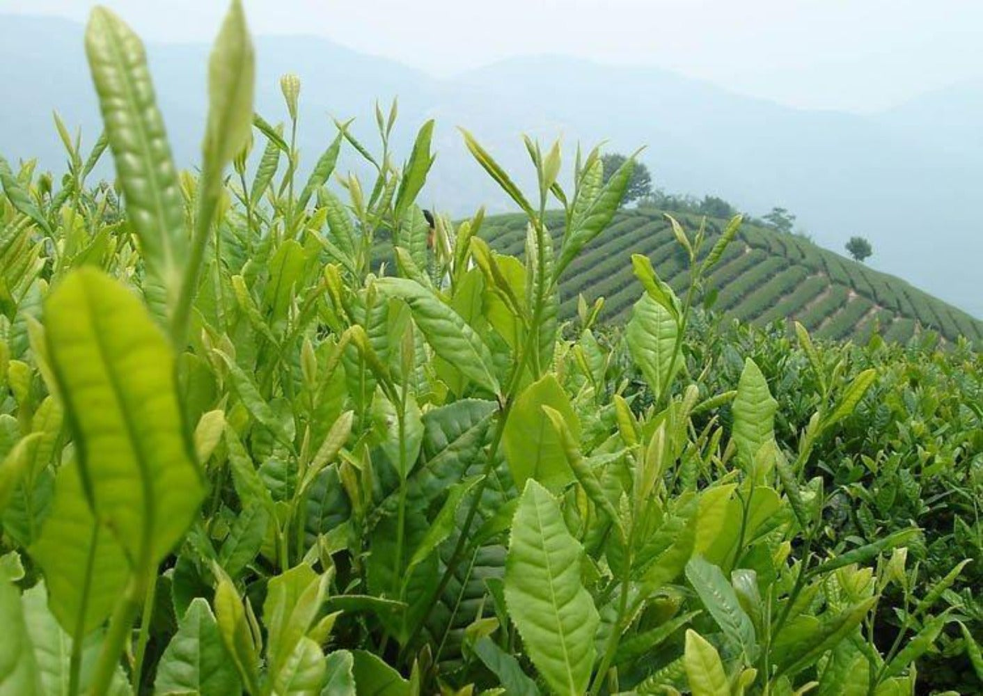 HelloYoung Oolong Taiwan Tea Taiwan Natural Organic Milk Oolong Tea Health Care 150g