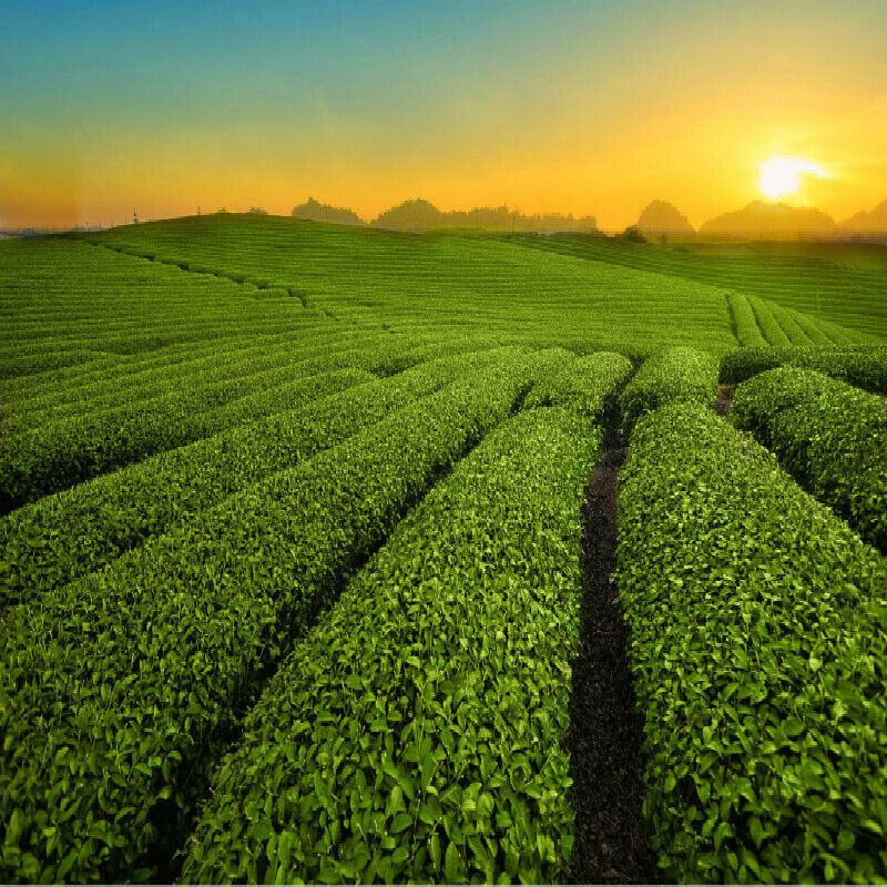 China Organic Jasmine Flower Tea 250g Freshest Food Green Tea Health Flower Tea