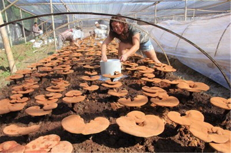 500g Ganoderma Lucidum Lingzhi Tea Natual Reishi Spore Powder Chinese Herbal Tea