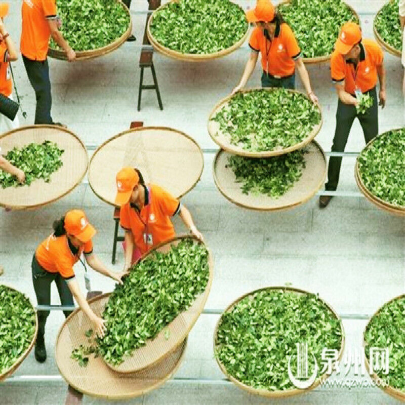 HelloYoung High Quality Premium Biluochun Tea Fresh Natural Original China Green Tea 250g