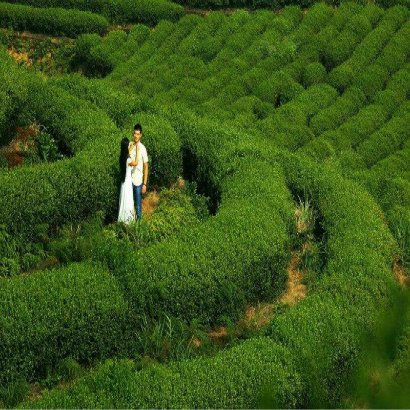 Natural Chinese Organic Sweet-scented Osmanthus Flower Dried Fragrans Tea Herbal