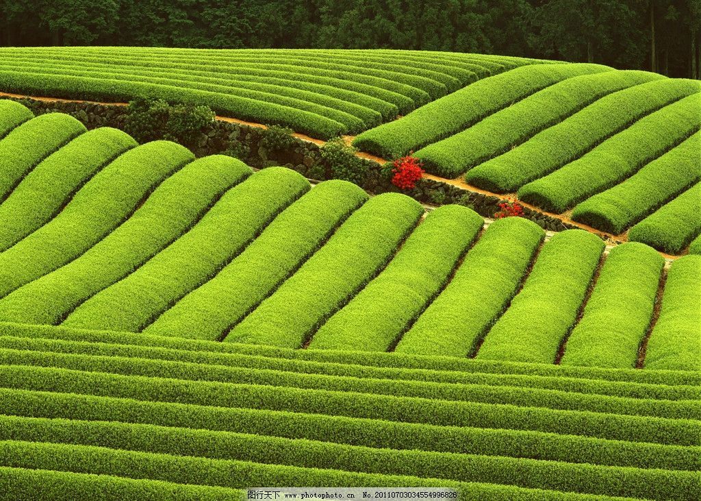 HelloYoungPromotion 250g Milk Oolong Tea High Quality Tie guan yin Health Care Green Tea
