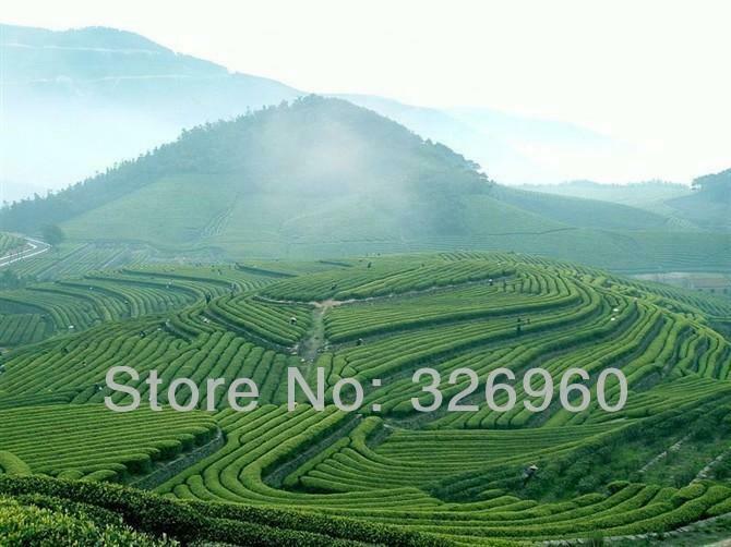 HelloYoung Milk Oolong Tea TieGuanYin Green Tea Packages Premium Fragrant Type Milk Tea