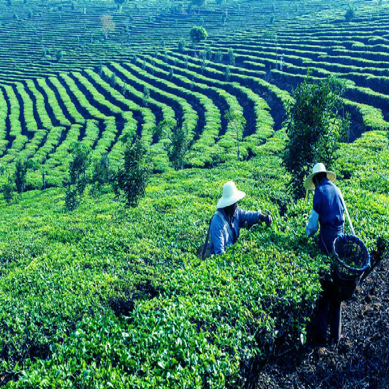 HelloYoung Yunnan Organic Dian Hong Golden Bud Brick Black Tea 250g Ancient Old Tree RedTea