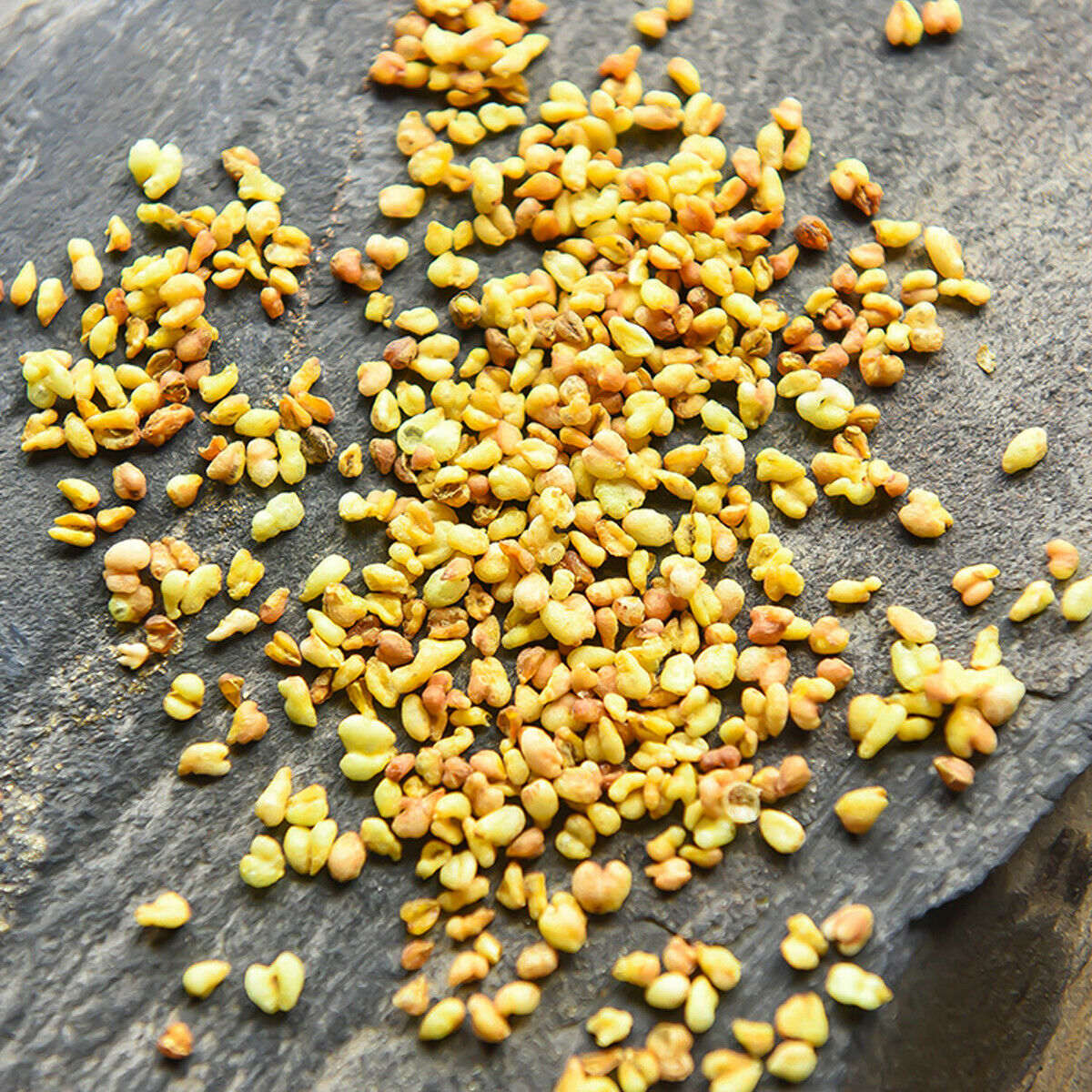 HelloYoung Yellow Tertiary-buckwheat Tea Herbal Tea Weight Loss and Relaxation Health Food