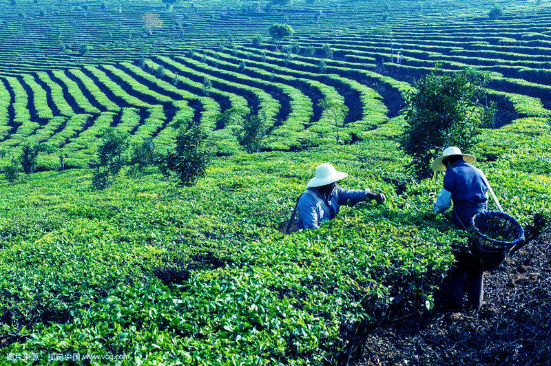 HelloYoung High Quality Premium Biluochun Tea Fresh Natural Original China Green Tea 250g