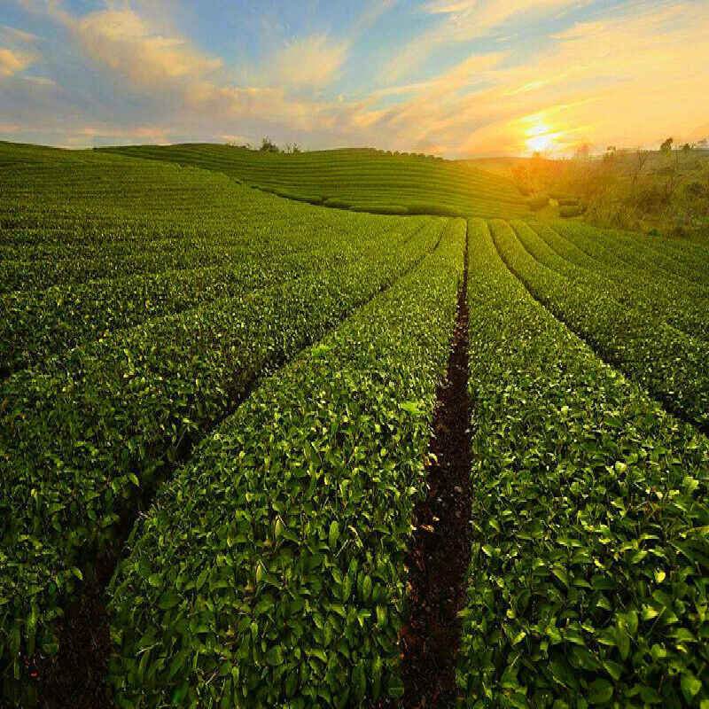 Top Grade Milk Oolong Tea Tie guan yin Tea Green Tea Jinxuan Tea Milk Tea Food