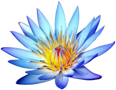 Egyptian Blue Lotus Flowers (Nymphaea Caerulea) 28g (1oz) ships from ATL