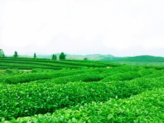 HelloYoung 50g High Quality Oolong Tea Anxi Tie Guan Yin Green Tea  Health Tea Chinese Tea