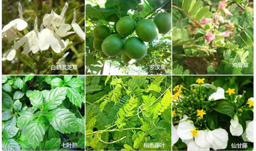 HelloYoungTop Grade Healthy Liver Tea Herbal Tea for High Fatty Liver Blood Pressure