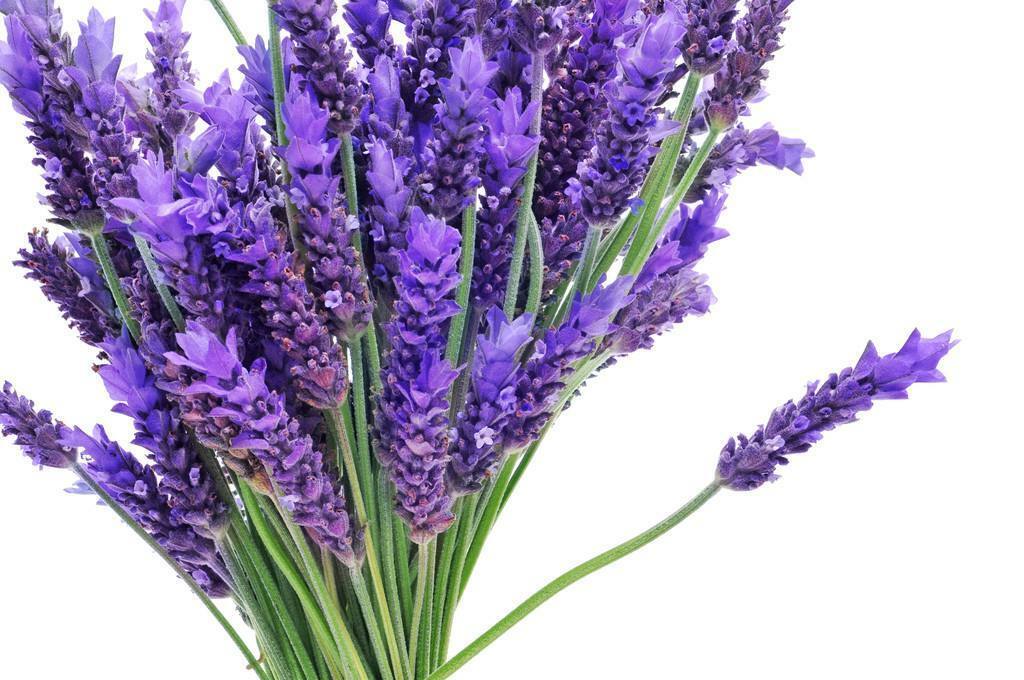 50g Lavender Dried Flower Tea Yangxinanshen Chinese Herbal Gift Good for Sleep