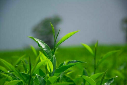 HelloYoung Milk Oolong Tea TieGuanYin Green Tea Packages Premium Fragrant Type Milk Tea
