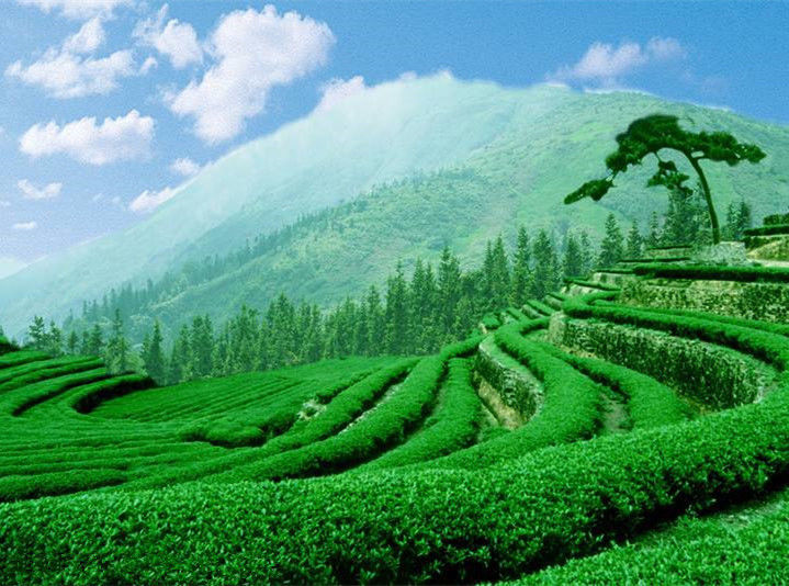 HelloYoung1000g Kunming Crested Early Spring Honey Rhyme Gold Screw Red Dianhong Tea Food