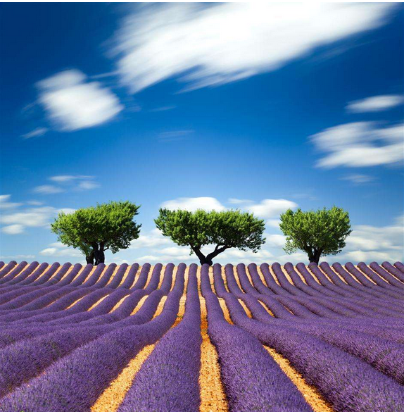 50g Lavender Dried Flower Tea Yangxinanshen Chinese Herbal Gift Good for Sleep