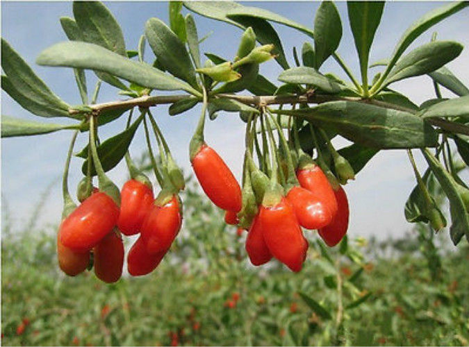 HelloYoung250g New Dried Goji Berries Nespera Wolfberry Chinese Organic Gouqi Herbal Tea