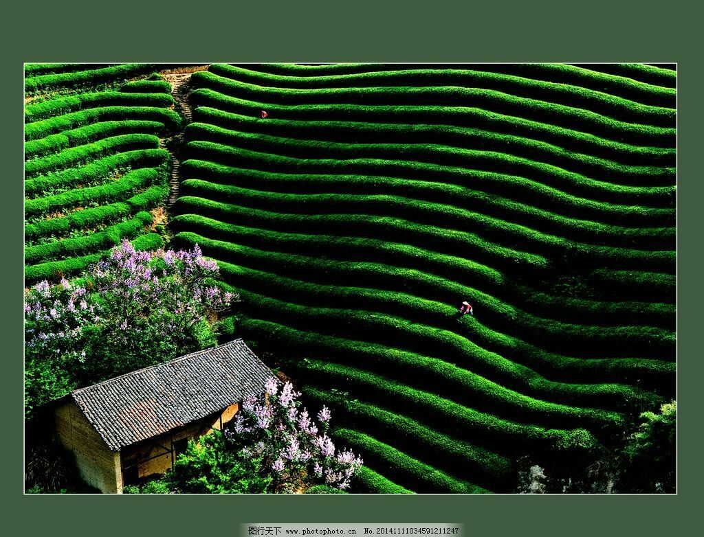 Natural Puer Cha Tea Cake 357g Ecological Alpine Old Tree Sheng Puerh Tea Yunnan