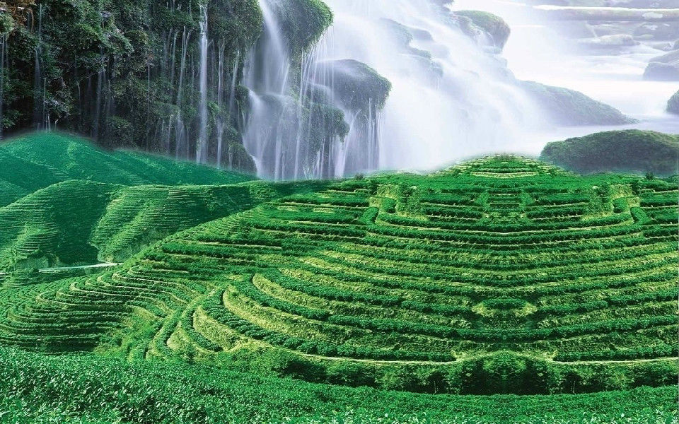250g Famous Good Quality Dragon Well China Spring Longjing Green Tea for Health