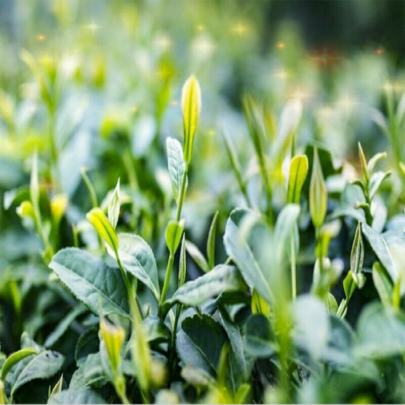 HelloYoung Yellow Tertiary-buckwheat Tea Herbal Tea Weight Loss and Relaxation Health Food