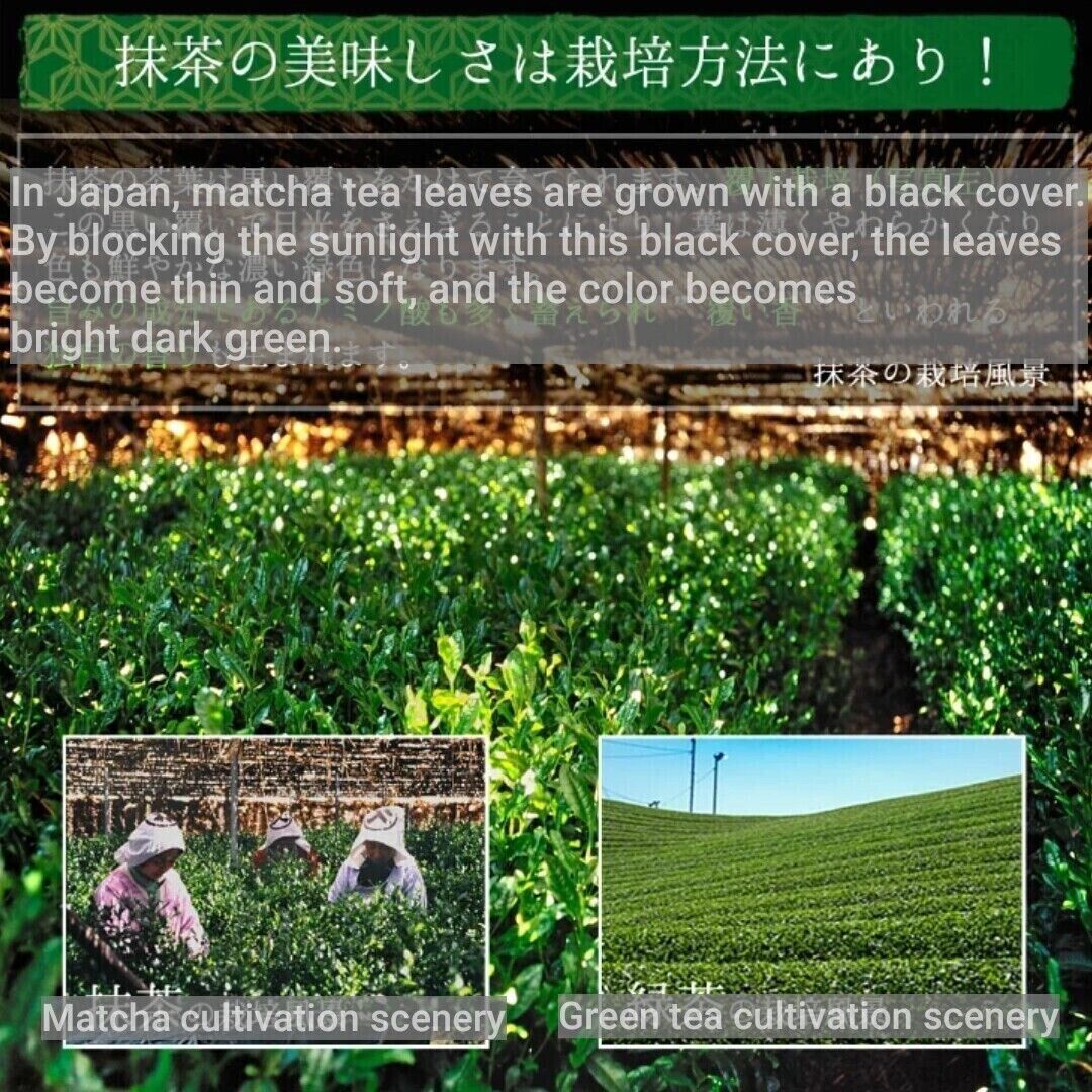 Japanese Matcha Green Tea Ayame 100g, Kyoto Uji Matcha Powder