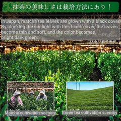 Japanese Matcha Green Tea Ayame 100g, Kyoto Uji Matcha Powder