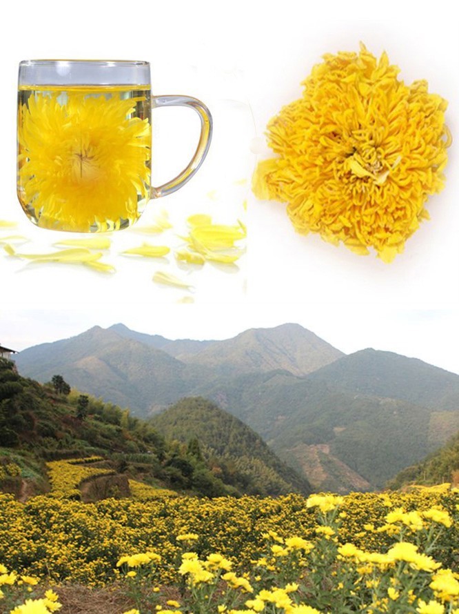 Organic Gold Huang Ju 4 Pcs Large Chrysanthemum Flower Tea Herbal Tea in Summer