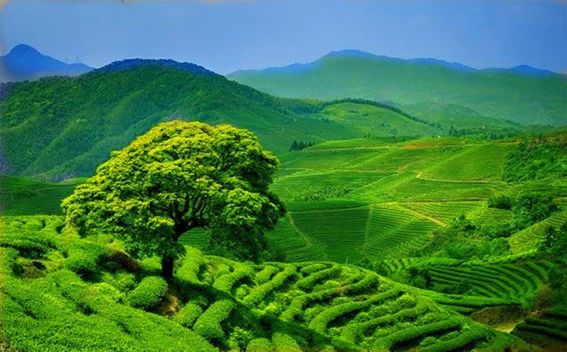 250g Premium Dian Hong Famous Yunnan Black Tea Gongfu Dianhong Organic Tea